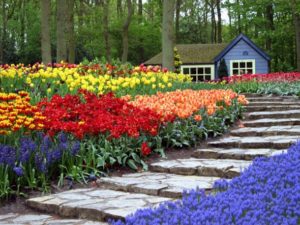 Visiter le jardin aux fleurs Keukenhof aux Pays Bas