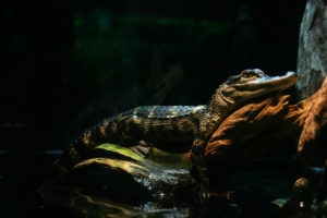 Toucher un bébé crocodile