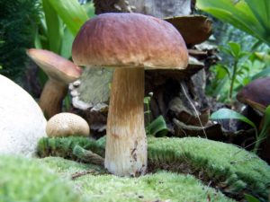 Cueillir des champignons en forêt