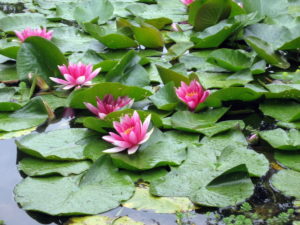 Visiter les jardins de claude monet à Giverny