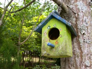 Fabriquer et peindre un nichoir à oiseau et l'accrocher dans mon jardin