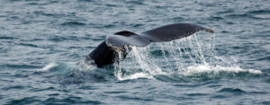 Observer les baleines sur un bateau