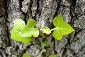 Planter un arbre en famille