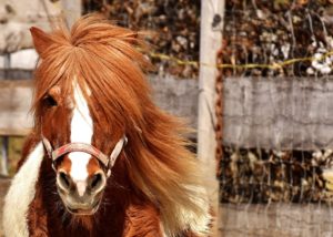 Faire un tour de poney