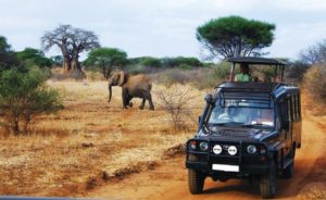 Faire un safari en Afrique