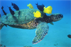 Faire du snorkeling et observer les animaux de la mer